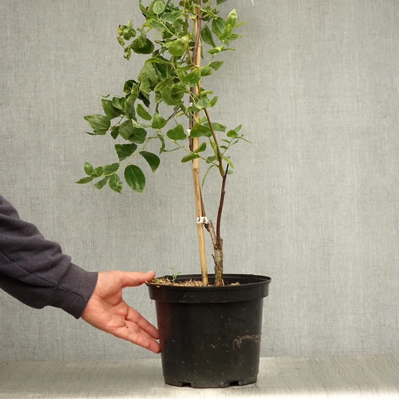 Spécimen de Ziziphus jujuba Li - Jujubier à gros fruits Pot de 3L/4L, Buisson tel que livré en été