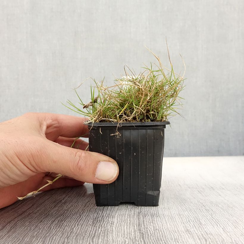 Spécimen de Zoysia tenuifolia - Gazon des Mascareignes Godet de 8/9 cm tel que livré en automne