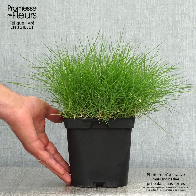 Spécimen de Zoysia tenuifolia - Gazon des Mascareignes Pot de 2L/3L tel que livré en été