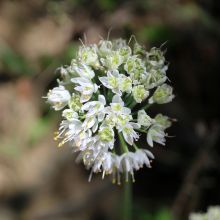 Ail penché - Allium cernuum