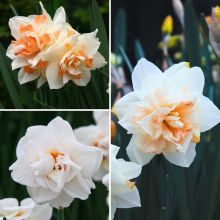 Collection Chambord - Narcisses &agrave; fleurs doubles blancs et saumon