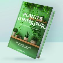 Plantes d’Intérieur - Guide Horticolor