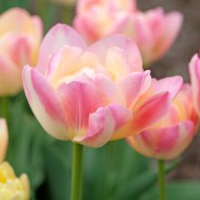 Tulipe Double Cr&egrave;me Up Star