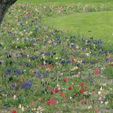 Esprit Jardin En Libert&eacute; 150 bulbes