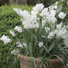 Pot&eacute;e Blanche