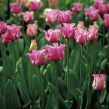 Tulipe simple tardive Picture