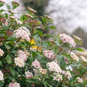 Viburnum Tino Gwenllian