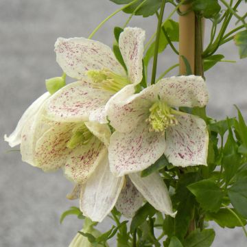 Clematide cerosa Winter Parasol