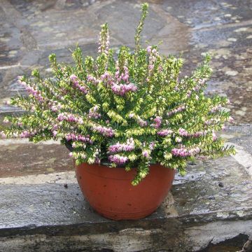 Erica invernale o Erica x darleyensis 'Darley Dale'
