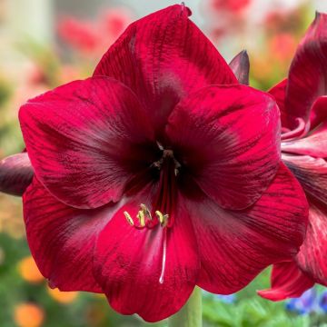 Amarillis Benfica Cad.