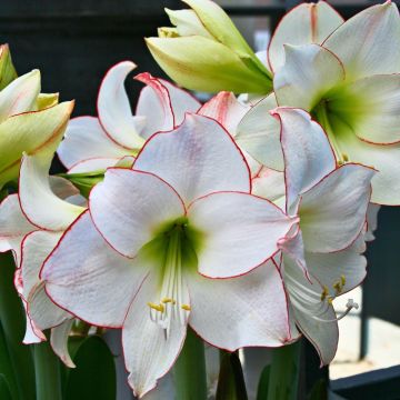 Amaryllis bianco Picotee