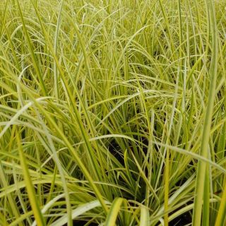 Acorus gramineus Ogon - Jonc japonais panaché