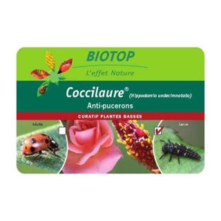 Adultes de coccinelles Coccifly Biotop