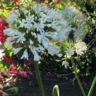 Agapanthe White Heaven Agapanthe White Heaven