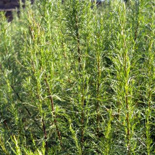 Plante cola - Artemisia abrotanum var.maritima