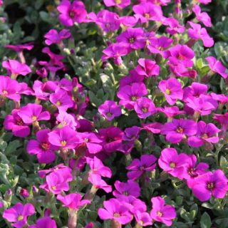 Aubriète Florado Rose-Red - Aubrieta gracilis Aubriète Florado Rose-Red - Aubrieta gracilis
