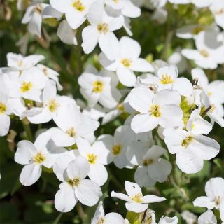 Aubriète blanche - Aubrieta Fiona Aubriète blanche - Aubrieta Fiona