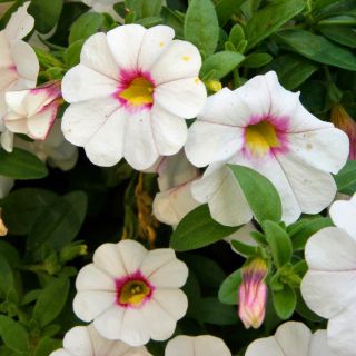 Calibrachoa Noa Almond Blossom - Mini-pétunia