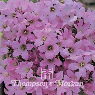 Graines de Campanule à fleurs laiteuses Dwarf Pink - Campanula lactiflora