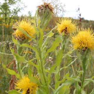 Centaurea macrocephala - Centaurée jaune Centaurea macrocephala - Centaurée jaune