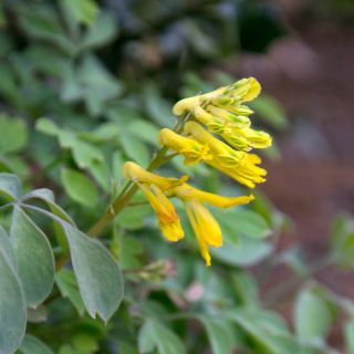 Corydalis lutea - Corydale jaune