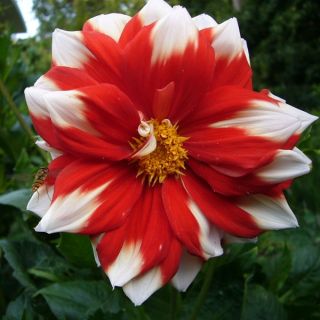 Dahlia paysage Fire and Ice