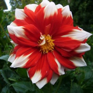 Dahlia paysage Fire and Ice Dahlia paysage Fire and Ice