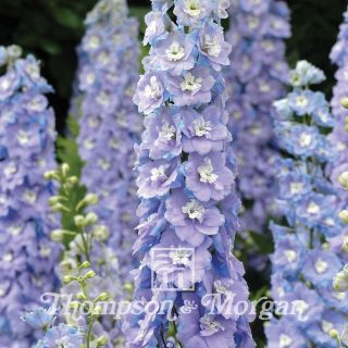 Graines de Delphinium Centurion Lilac Blue Bicolour F1 - Pied d'alouette vivace