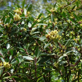 Poivre de Tasmanie - Drimys aromatica