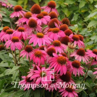 Graines d'Echinacea Pow Wow Wild Berry - Rudbeckia pourpre