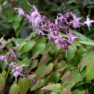 Epimedium grandiflorum Lilafee - Fleur des Elfes lilas