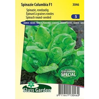 Epinard Columbia F1 - Spinachia oleracea