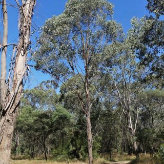 Eucalyptus camphora subsp camphora - Gommier des marais