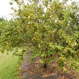 Kumquat Marumi - Fortunella japonica
