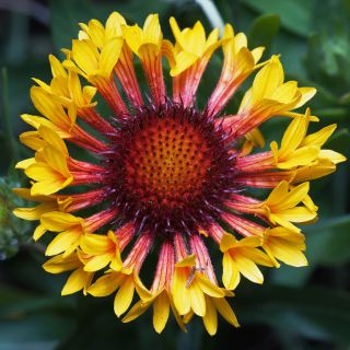 Gaillardia grandiflora Fanfare - Gaillarde rouge et jaune. Gaillardia grandiflora Fanfare - Gaillarde rouge et jaune.