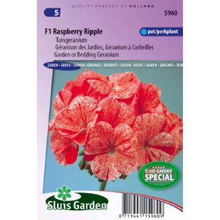 Graines de Géranium Raspberry Ripple F1 - Pelargonium