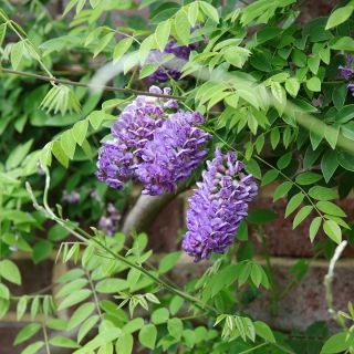 Glycine - Wisteria frutescens Longwood Purple