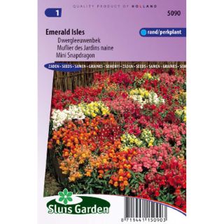 Graines de Muflier nain Emerald Isles - Antirrhinum majus pumilum