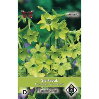 Graines de Tabac d'ornement Lime Green - Nicotiana alata