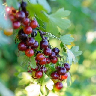 Casseiller Jostaberry - Ribes x nidigrolaria