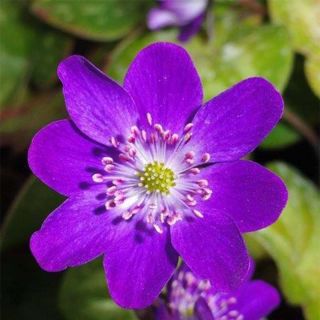 Hepatica nobilis Purple Forest - Anémone hépatique Hepatica nobilis Purple Forest - Anémone hépatique