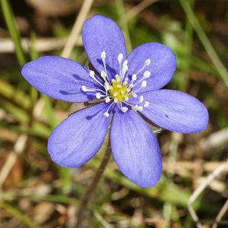 Hepatica nobilis - Anémone Hépatique Hepatica nobilis - Anémone Hépatique