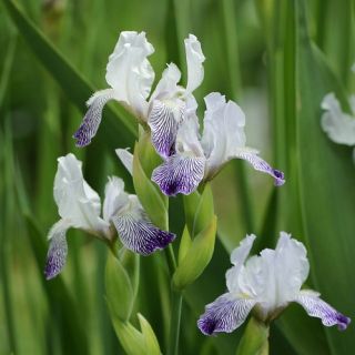 Iris germanica Petit Moment - Variegata Reginae - Iris des Jardins intermédiaire