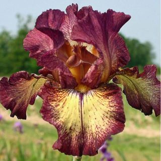 Iris germanica Innocent Star - Iris des Jardins remontant.