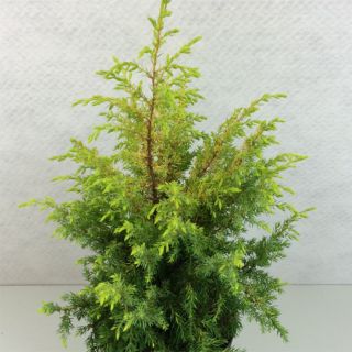 Genévrier commun - Juniperus communis Gold Cone               