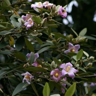 Lagunaria patersonii - Hibiscus de l'île de Norfolk