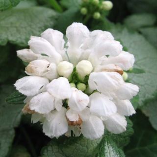 Lamium maculatum White Nancy - Lamier blanc