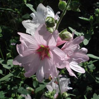 Lavatère Barnsley - Lavatera thuringiaca Lavatère Barnsley - Lavatera thuringiaca