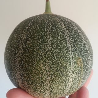 Melon Petit gris de Rennes en plants GREFFES - Cucumis melo