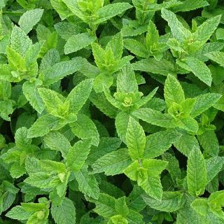 Menthe marocaine en plant BIO Menthe marocaine en plant BIO